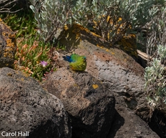 Neophema chrysogaster