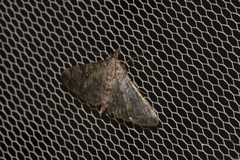 Dysallacta negatalis