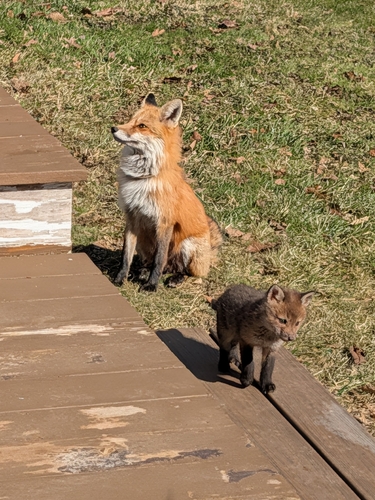 Red Fox photographed in Connecticut