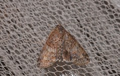 Lophoptera hemithyris