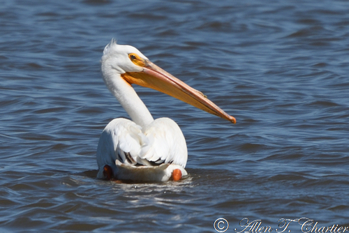 American White Pelican