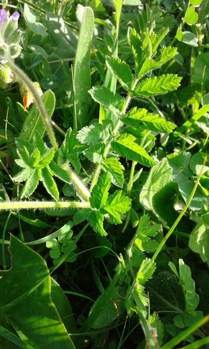 Erodium image