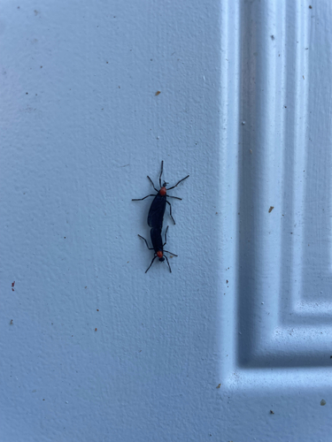 Unknown species found near Apartment Court Dr, Baton Rouge, LA, US