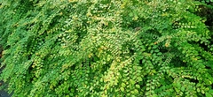 Phyllanthus cochinchinensis