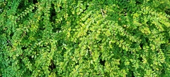 Phyllanthus cochinchinensis