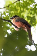 Harpactes duvaucelii