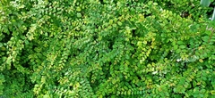 Phyllanthus cochinchinensis