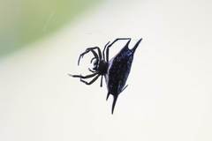 Gasteracantha mengei