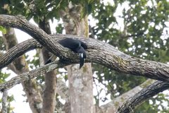 Anorrhinus galeritus