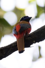 Harpactes duvaucelii