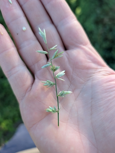 Cuming's Love Grass (Eragrostis cumingii)