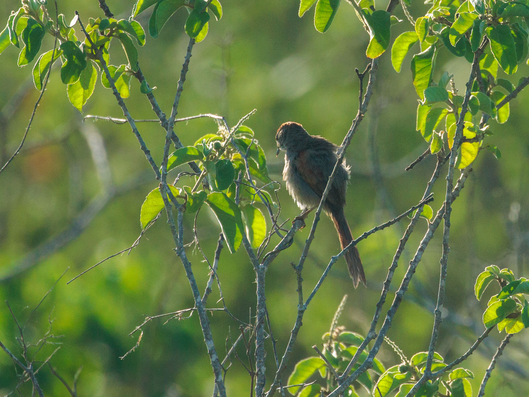 Sooty-fronted Spinetail (Synallaxis frontalis), photo 3