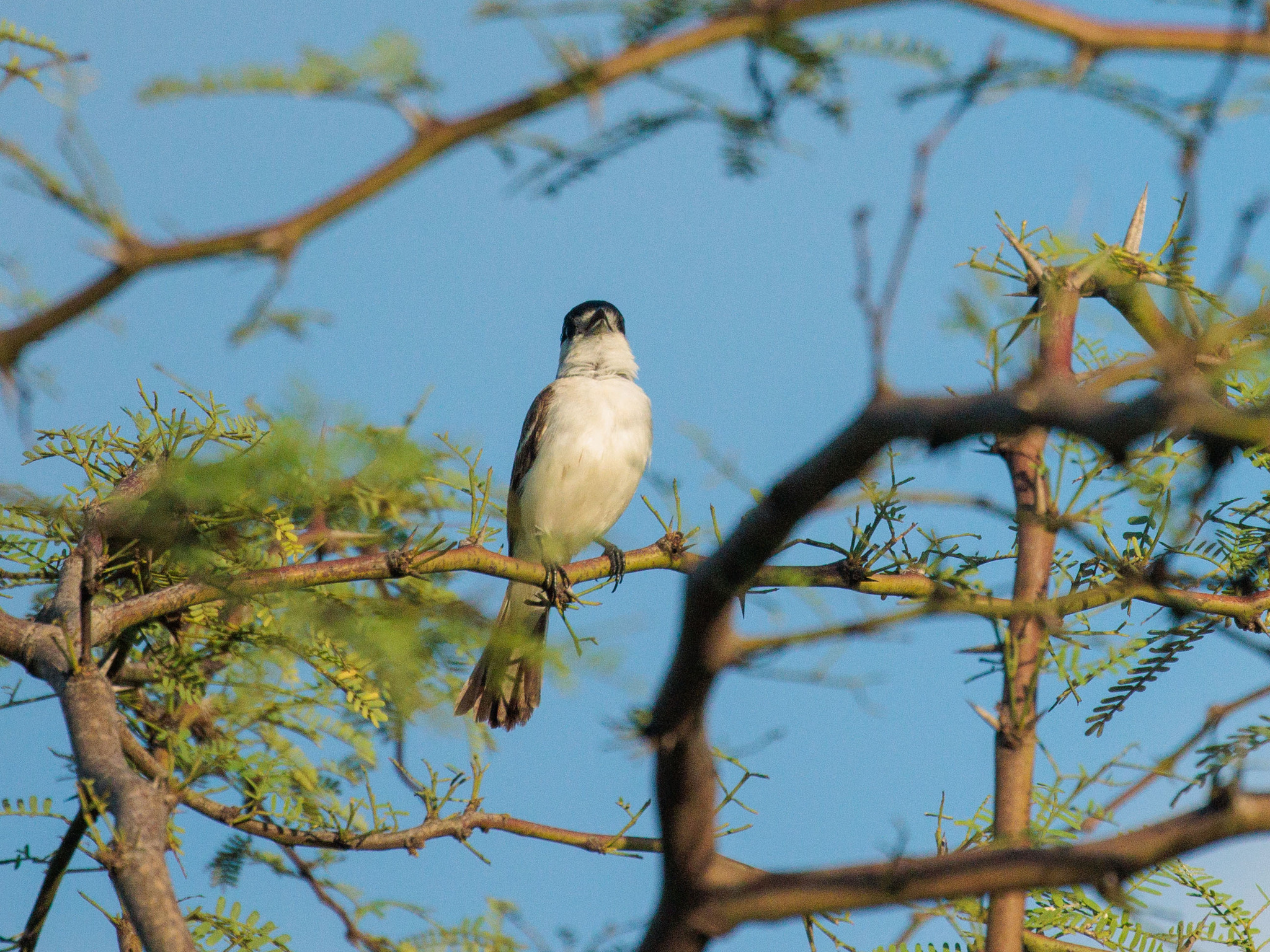 White-naped Xenopsaris (Xenopsaris albinucha), photo 7