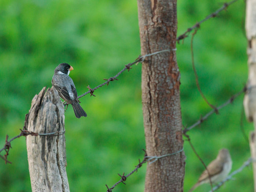 White-throated Seedeater (Sporophila albogularis), photo 6