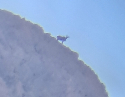 Aoudad