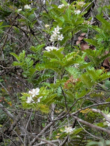 ʻŪlei (Osteomeles anthyllidifolia)