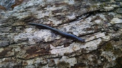 Plethodon richmondi