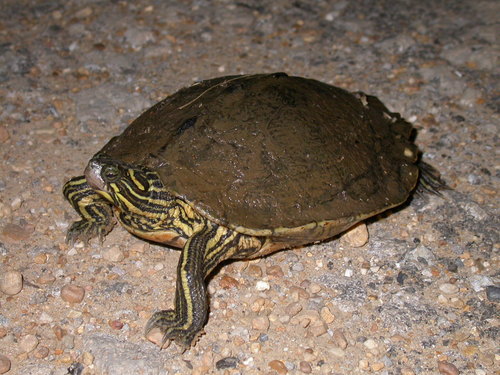 Black-knobbed Map Turtle