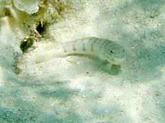 Valenciennea longipinnis