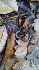 Plethodon richmondi