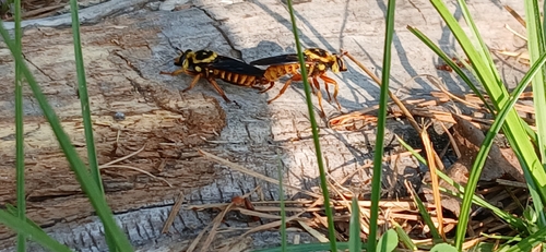 Unknown species found near Jasper, TX 75951, USA