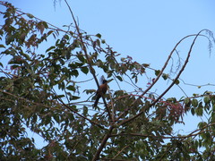 Heterophasia capistrata