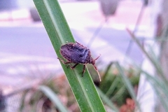 Discocephalinae