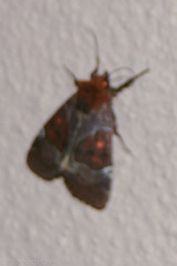 Hampsonodes mastoides