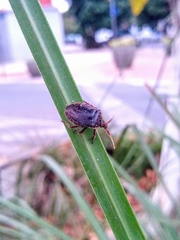 Discocephalinae
