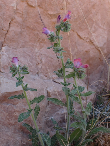 Echium velutinum