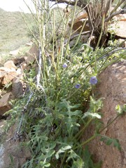 Pholistoma auritum arizonicum
