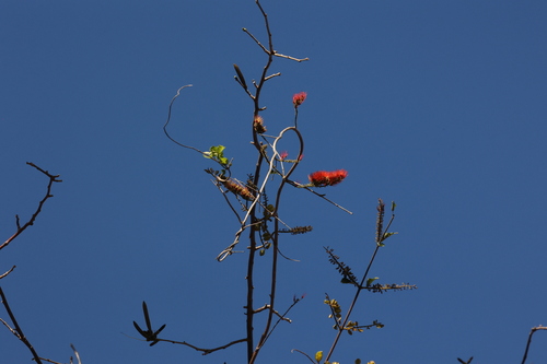 Combretum farinosum