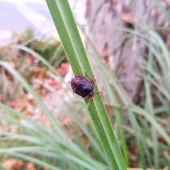 Discocephalinae