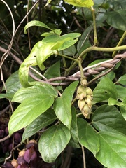 Mucuna membranacea