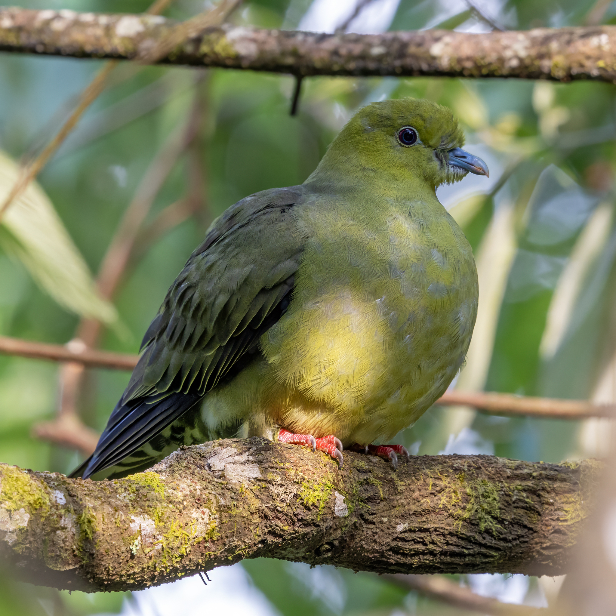 Wedge-tailed Green Pigeon (Treron sphenurus), photo 8