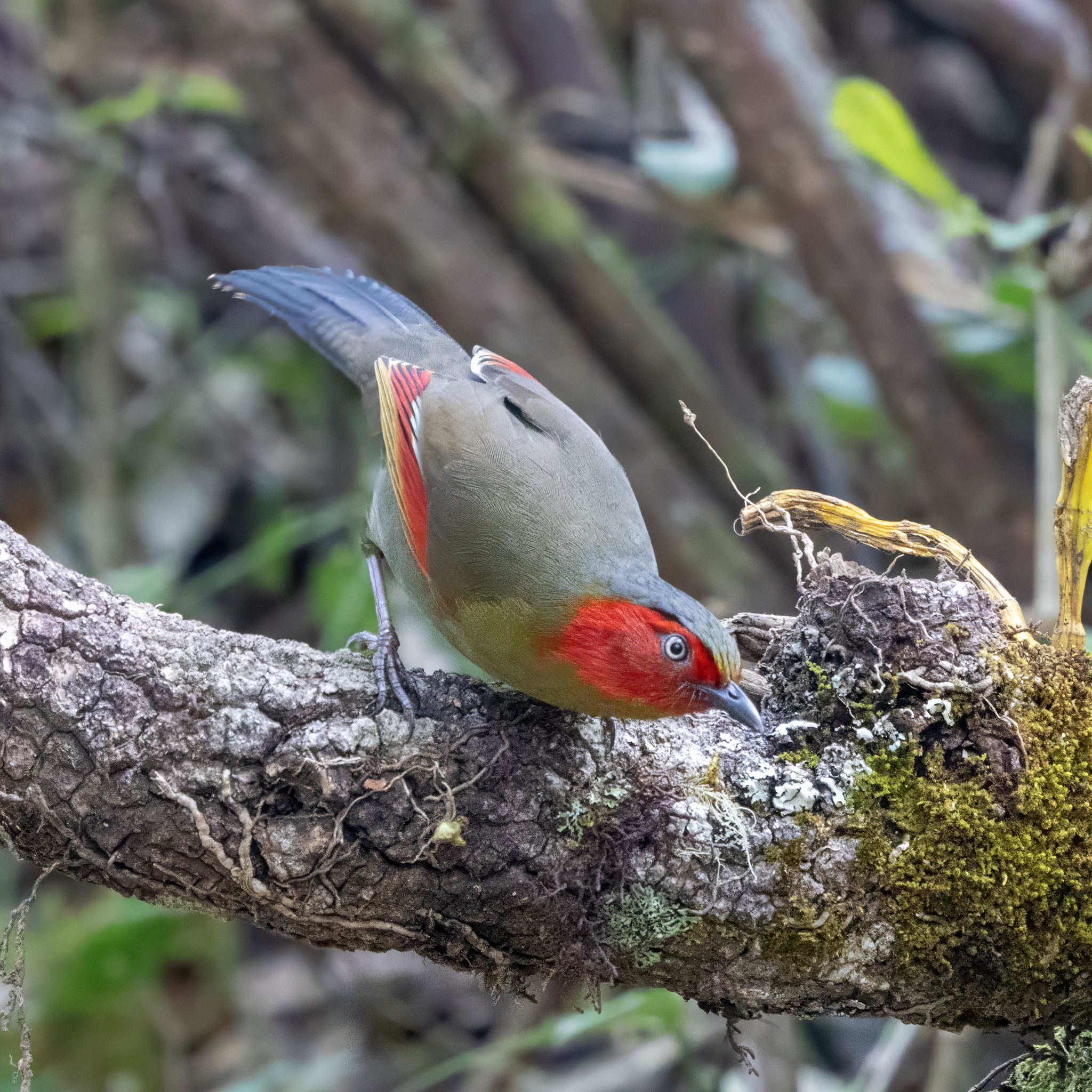Scarlet-faced Liocichla (Liocichla ripponi), photo 2