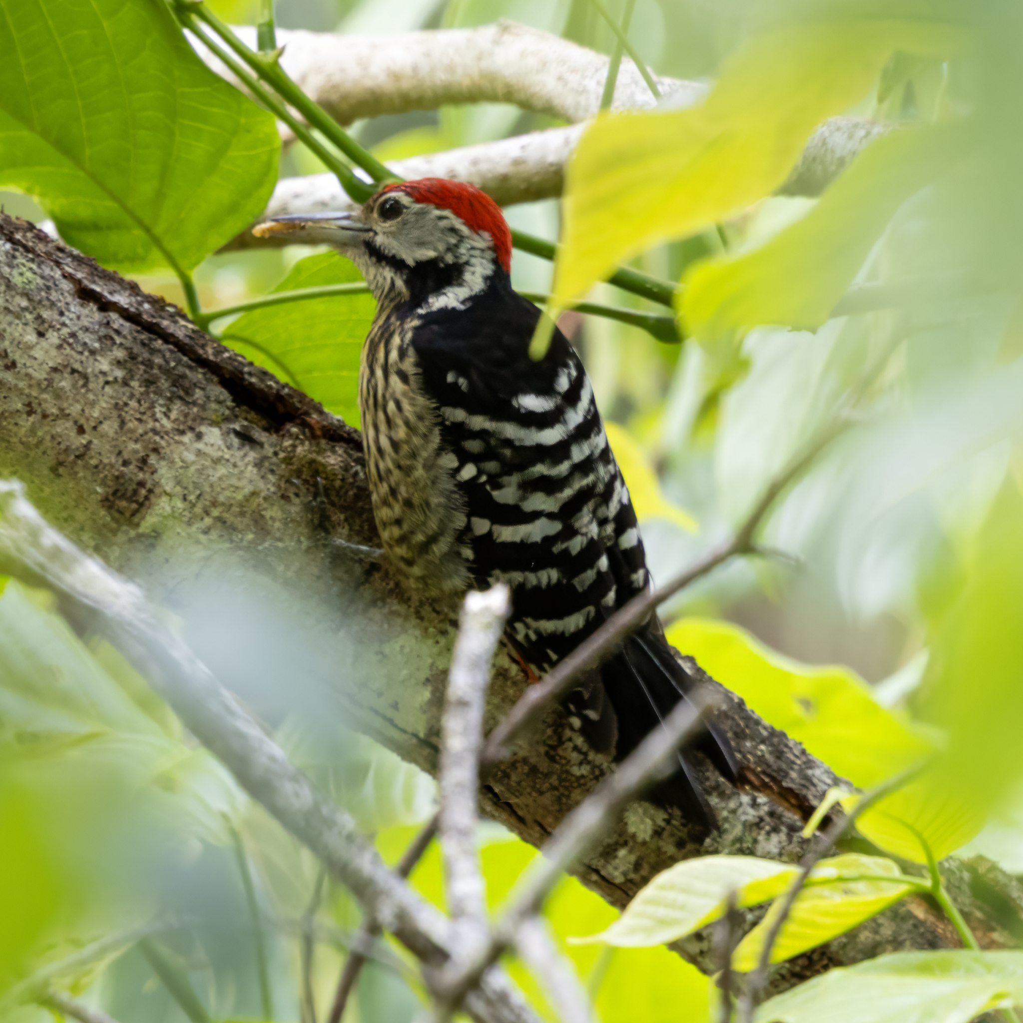 Stripe-breasted Woodpecker (Dendrocopos atratus), photo 5