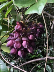 Mucuna membranacea