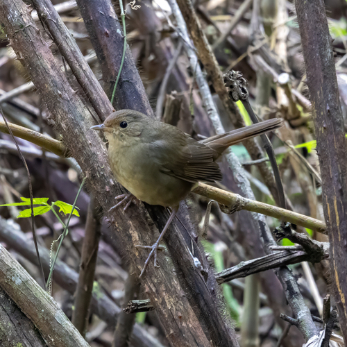 White-bellied Redstart (Luscinia phaenicuroides), photo 4
