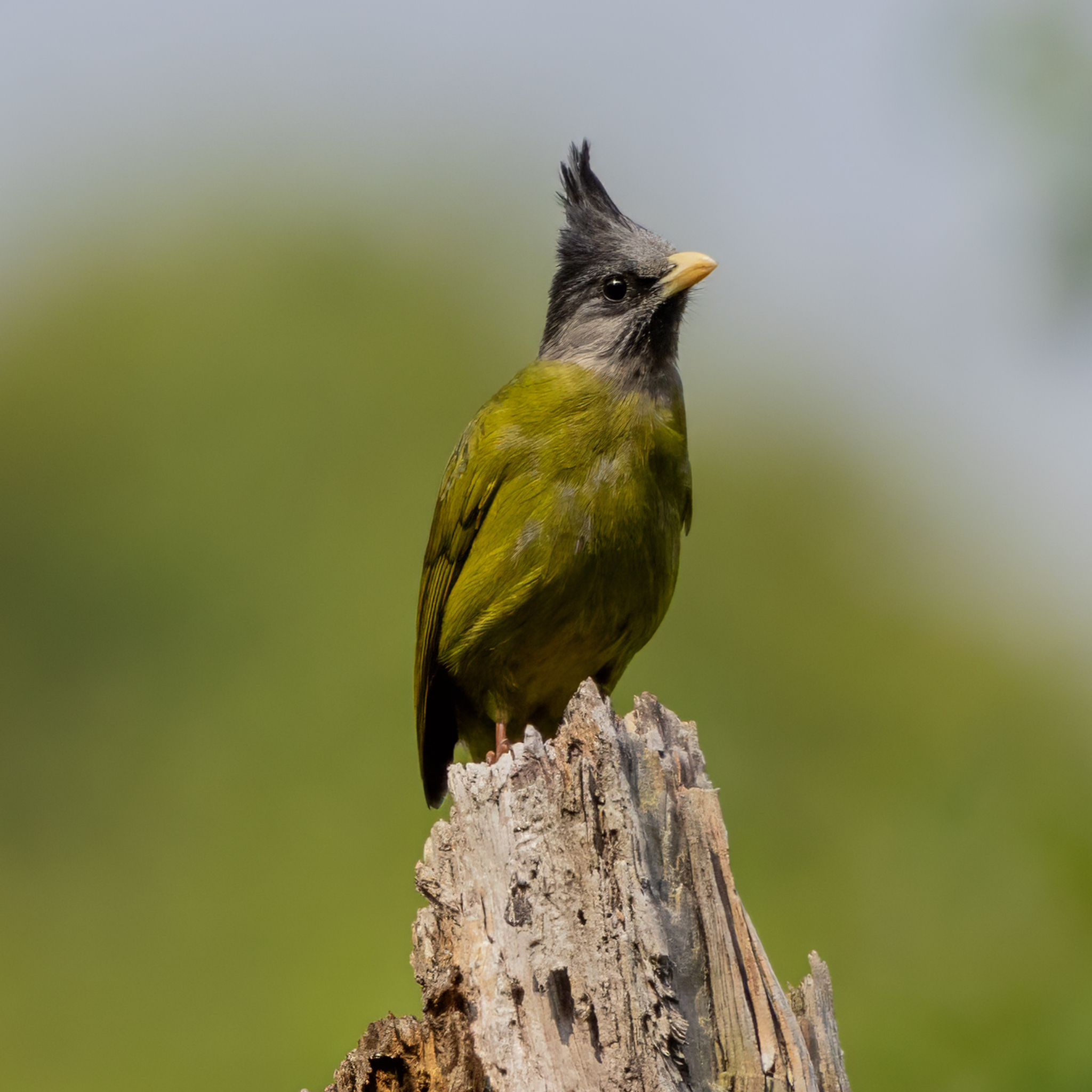 Crested Finchbill (Spizixos canifrons), photo 3