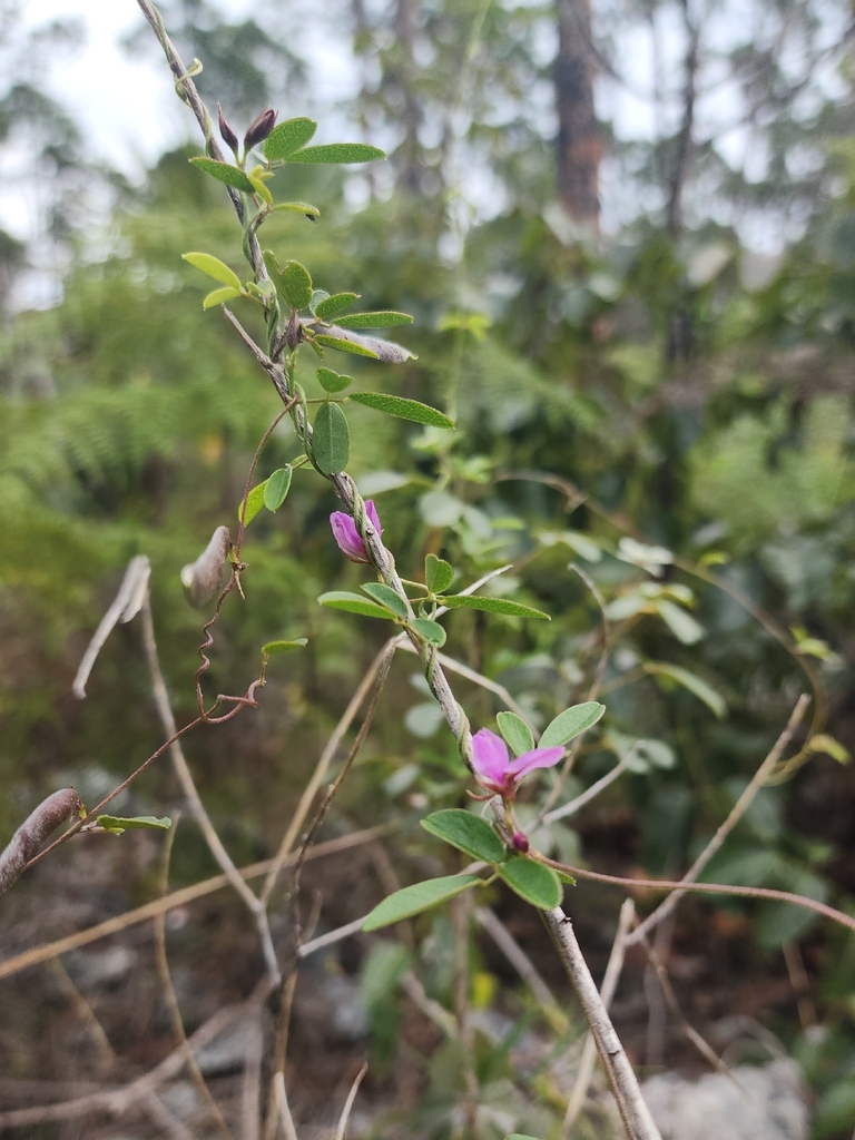 Galactia uniflora