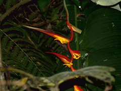 Heliconia dielsiana
