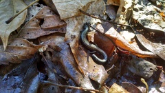 Plethodon richmondi