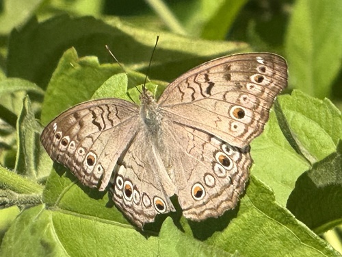 Junonia atlites