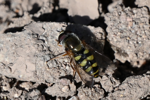 Unknown species found near Tumacacori, Tumacacori-Carmen, AZ, USA