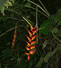 Heliconia dielsiana