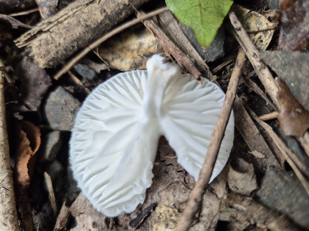 Oudemansiella australis · March 2026 · photo: © rempson (iNaturalist, cc-by)
