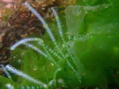 Chaetomorpha coliformis