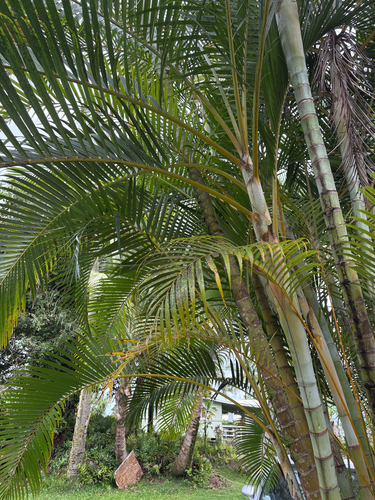 Areca, 2026-03-29