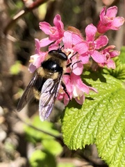 Criorhina